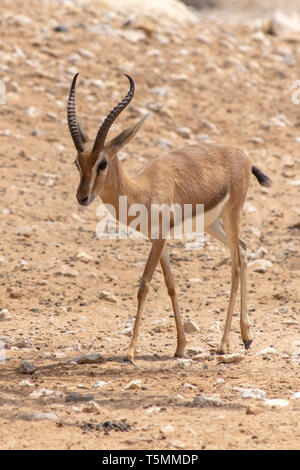 Une gazelle ou antilope Springbok (Antidorcas marsupialis) promenades dans le sable du désert. Banque D'Images