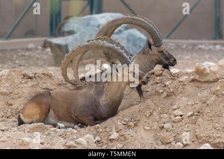 Deux hommes des bouquetins de Nubie, à l'Al Ain Zoo de vous détendre dans le désert de sable avec d'impressionnantes cornes (Capra nubiana). Banque D'Images