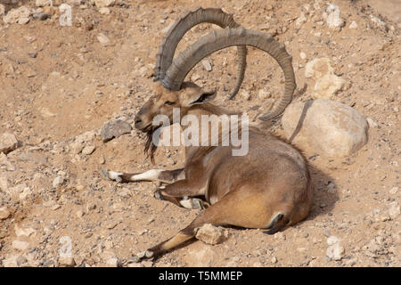 Le bouquetin de Nubie mâle se détendre dans le désert de sable avec d'impressionnantes cornes (Capra nubiana). Banque D'Images