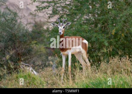 Critique d'une Afrique Sahara endagered résident, la Gazelle dama Mhorr ou à l'Al Ain Zoo (Nanger dama mhorr) marche à côté de rochers et l'herbe. Banque D'Images