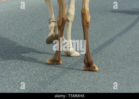 Pieds de chameau close-up comme il traverse la rue à Ras al Khaimah, Émirats arabes unis. Banque D'Images