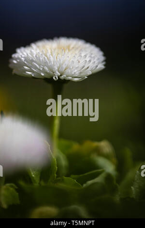 Plan macro sur une marguerite blanche rempli Banque D'Images