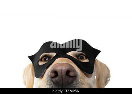 CLOSE-UP CHIEN costume de super héros. LABRADOR RETRIEVER PORTANT UN MASQUE NOIR ET UNE CAPE. Carnaval OU HALLOWEEN VACANCES. STUDIO SHOT ISOLÉ CONTRE WHIT Banque D'Images