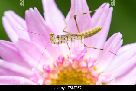 Plan Macro sur un jeune mante religieuse sur une fleur rose Banque D'Images