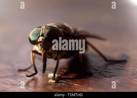 Fly sur bois brown sruface - grossissement extrême Banque D'Images