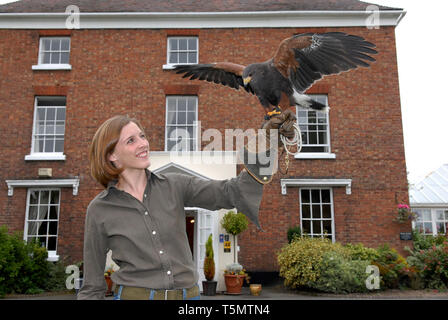 Female woman falconer avec Harris Hawk en Grande-Bretagne Uk 2007 Banque D'Images