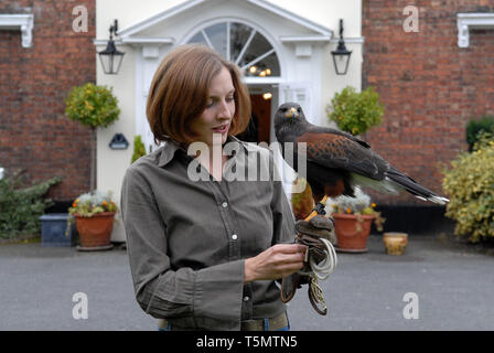 Female woman falconer avec Harris Hawk en Grande-Bretagne Uk 2007 Banque D'Images