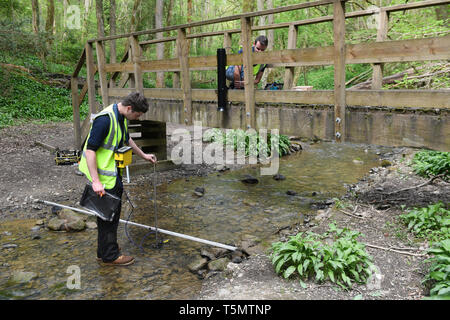 Les hydrologues de spécialistes de l'environnement le contrôle des flux de Lyde Brook dans Loamhole Dingle, Coalbrookdale, Shropshire, Angleterre Banque D'Images