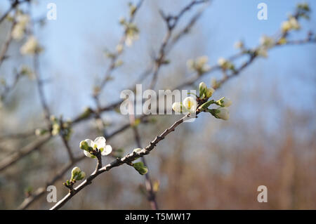 Bourgeons et fleurs à une branche de Prunus domestica dans un verger Banque D'Images