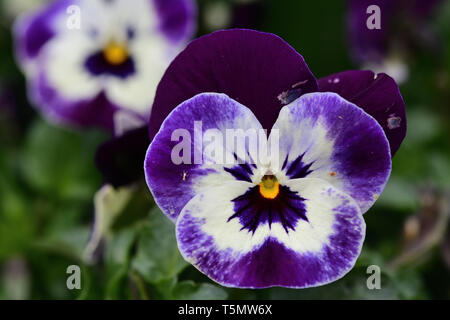 Close up de violet et blanc fleur en fleur Banque D'Images