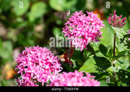 Colibri rouge aile claire moth Hemaris thysbe) (par étoiles des fleurs rose Banque D'Images