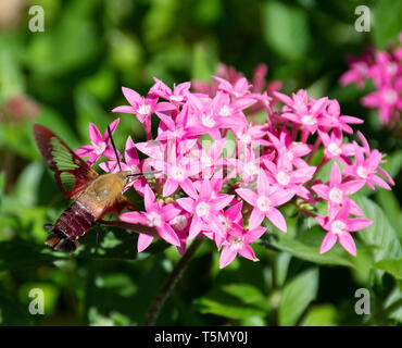 Colibri rouge aile claire moth Hemaris thysbe) (par étoiles des fleurs rose Banque D'Images