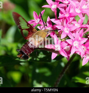 Colibri rouge aile claire moth Hemaris thysbe) (par étoiles des fleurs rose Banque D'Images