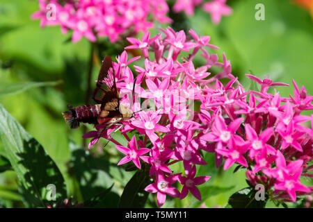 Colibri rouge aile claire moth Hemaris thysbe) (par étoiles des fleurs rose Banque D'Images