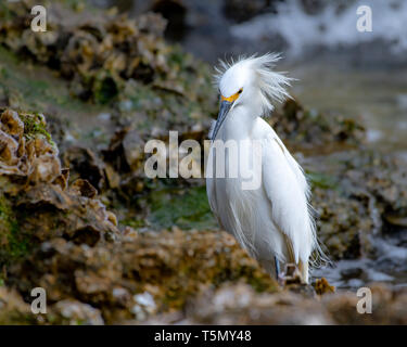 Aigrette neigeuse la pêche dans les eaux peu profondes Banque D'Images