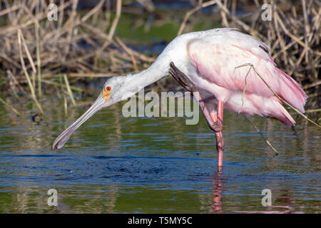 La recherche de nourriture Spoonbill Banque D'Images