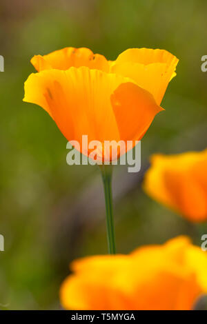 Pavot de Californie (Eschscholzia californica), Red Hills Domaine de préoccupation environnementale essentielle, en Californie Banque D'Images