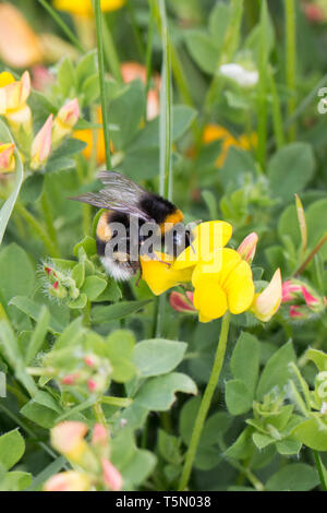 Une abeille la collecte du pollen jaune d'une fleur de lotier corniculé Banque D'Images