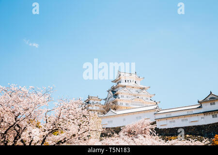 Château de Himeji avec le printemps les fleurs de cerisier au Japon Banque D'Images