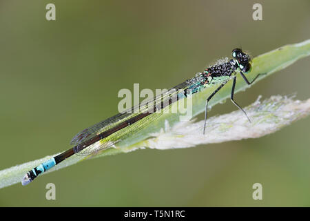 Demoiselle du nord ou de lance de Coenagrion hastulatum, bluet Banque D'Images