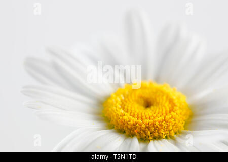 Leucanthemum vulgare, communément connu sous le nom de marguerite blanche, oxeye daisy, daisy chien Banque D'Images