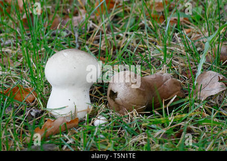 Handkea excipuliformis, connu comme le pilon ou vesse-de vesse-de longue tige Banque D'Images