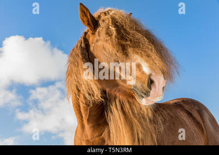 Portrait de l'Agar, Ceskomoravska vrchovina cheval belge en journée ensoleillée en hiver. cheval en hiver. République tchèque Banque D'Images