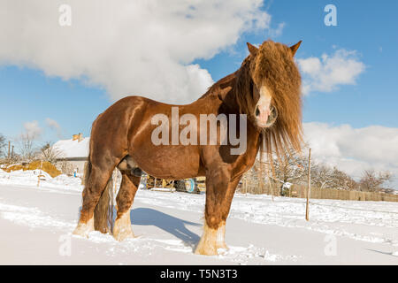 Portrait de l'Agar, Ceskomoravska vrchovina cheval belge en journée ensoleillée en hiver. cheval en hiver. République tchèque Banque D'Images