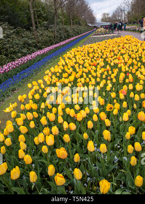 Lisse, Pays-Bas - 19 Avril 2017 : Les Visiteurs du jardin de Keukenhof à Lisse, Hollande, Pays-Bas. Banque D'Images