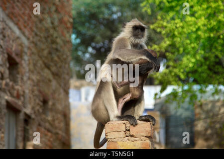 Langur Hanuman (singe, femelle avec cub) tandis que dans la ville, ce qui permet à l'estomac avec trois sections Banque D'Images