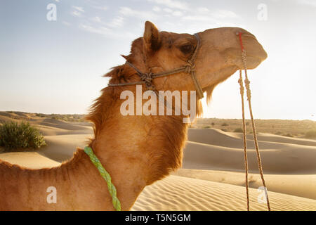 Fier arrogant dromader camel sur fond de dunes. Portrait dans le grand désert indien, Thar Banque D'Images