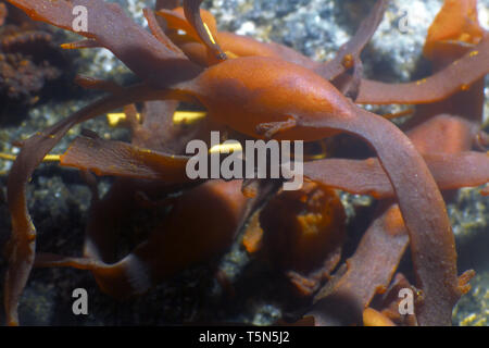 Bady rack (Fucus vesiculosus) algue brune (Phaeophyta) macro, thallome et pneumatophore (air, bulles) fucus donne une flottabilité positive, et il Banque D'Images