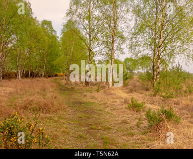 Un chemin si les arbres comme le bouleau d'argent nouveau feuillage formulaires au printemps. Un ciel bleu avec des nuages sont des frais. Banque D'Images