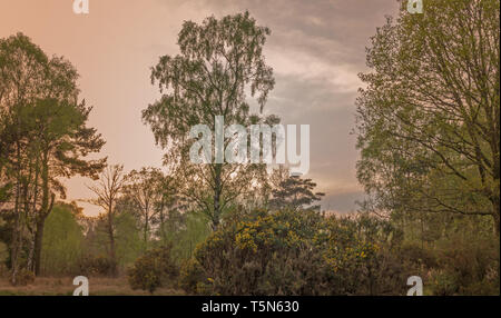 Soir de printemps dans un bois comme il le nouveau feuillage est pris dans la lumière déclinante. L'ajonc d'arbustes avec bourgeons jaunes sont au premier plan Banque D'Images