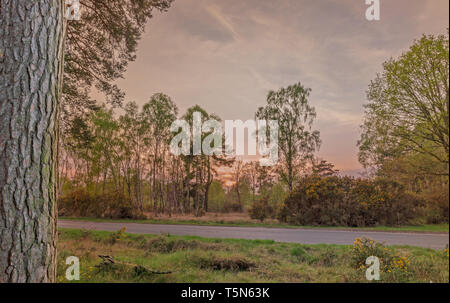 Soir de printemps dans un bois comme il le nouveau feuillage est pris dans la lumière déclinante. L'ajonc d'arbustes avec bourgeons jaunes sont au premier plan Banque D'Images