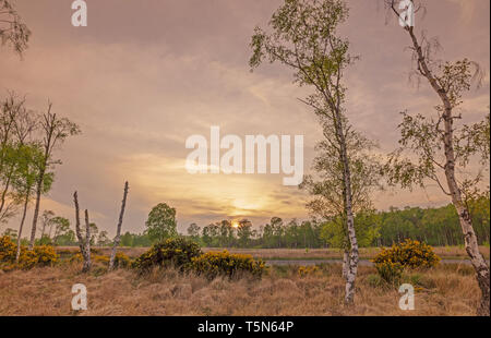 Soir de printemps dans un bois comme il le nouveau feuillage est pris dans la lumière déclinante. L'ajonc d'arbustes avec bourgeons jaunes sont au premier plan Banque D'Images