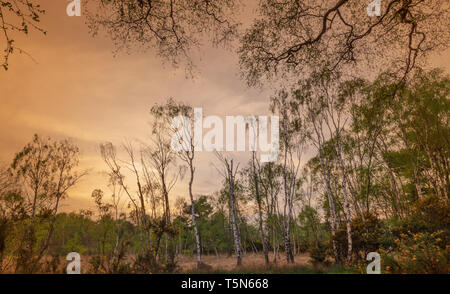 Soir de printemps dans un bois comme il le nouveau feuillage est pris dans la lumière déclinante. L'ajonc d'arbustes avec bourgeons jaunes sont au premier plan Banque D'Images