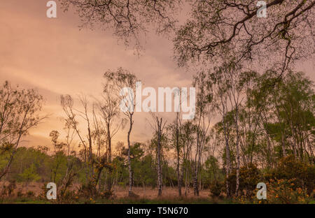 Soir de printemps dans un bois comme il le nouveau feuillage est pris dans la lumière déclinante. L'ajonc d'arbustes avec bourgeons jaunes sont au premier plan Banque D'Images