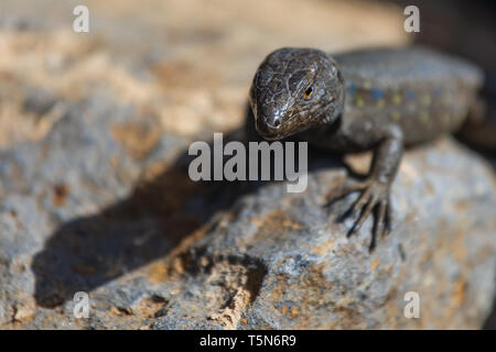 Lizard close up. La nature sauvage et des animaux. La faune, les reptiles Banque D'Images