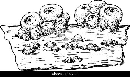 Une photo du chancre scléroderrien fuliginosa. Il est dit que fuliginosa est parasitaire sur les brindilles et les branches de saules en Europe et en Amérique du Nord, vintage li Illustration de Vecteur