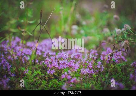 Printemps fleurs violettes. Le thym dans la forêt. Soft focus Banque D'Images