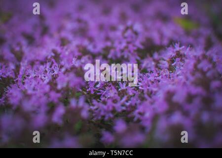 Printemps fleurs violettes. Le thym dans la forêt. Soft focus Banque D'Images