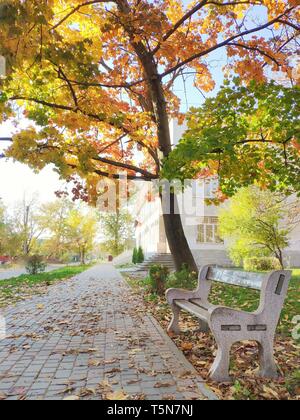 Banc sous l'arbre près de la rue dans la journée ensoleillée d'automne Banque D'Images