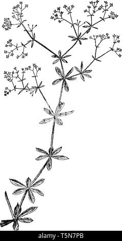 Le gaillet rugueux fleur, qui ressemble à une étoile. Il y a quatre sépales, pétales de la fleur. Feuilles lobées ou n'ont pas de dents, il a l'air blade, vintage lin Illustration de Vecteur