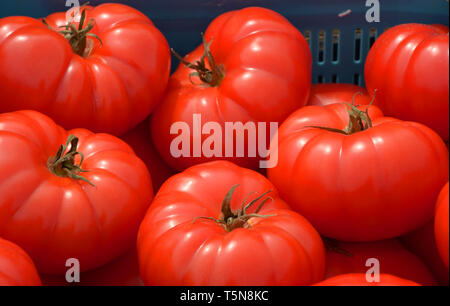 Big Red beef tomates sur un marché en Bavière, groupe de mûres et sweet tomatoes Banque D'Images