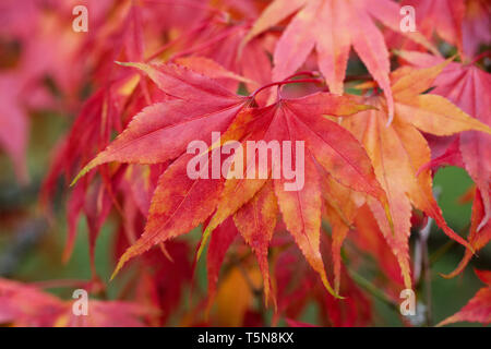 Acer palmatum feuilles à l'automne. Banque D'Images