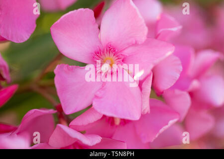 Clair rose bouquet en fleurs d'oléandre close up dans le jardin Banque D'Images