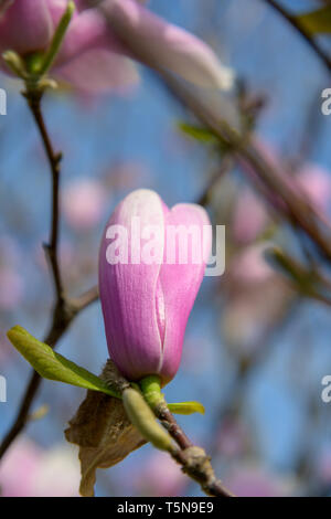 Le bourgeonnement d'une fleur de Magnolia chinois est encadrée par les branches d'arbres contre un ciel bleu. Banque D'Images