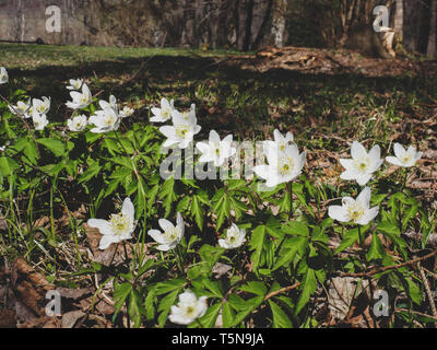 Au début du printemps des fleurs blanches sur une prairie de montagne. Anemone est un genre d'environ 200 espèces de plantes à fleurs de la famille Ranunculaceae. Anémone des bois Banque D'Images