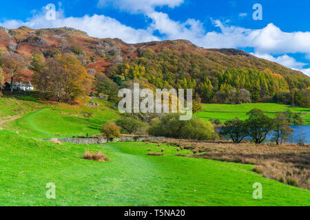 Loughrigg Tarn Lake Road, Parc National de Lake District, Cumbria, Angleterre, Royaume-Uni, Europe. Banque D'Images